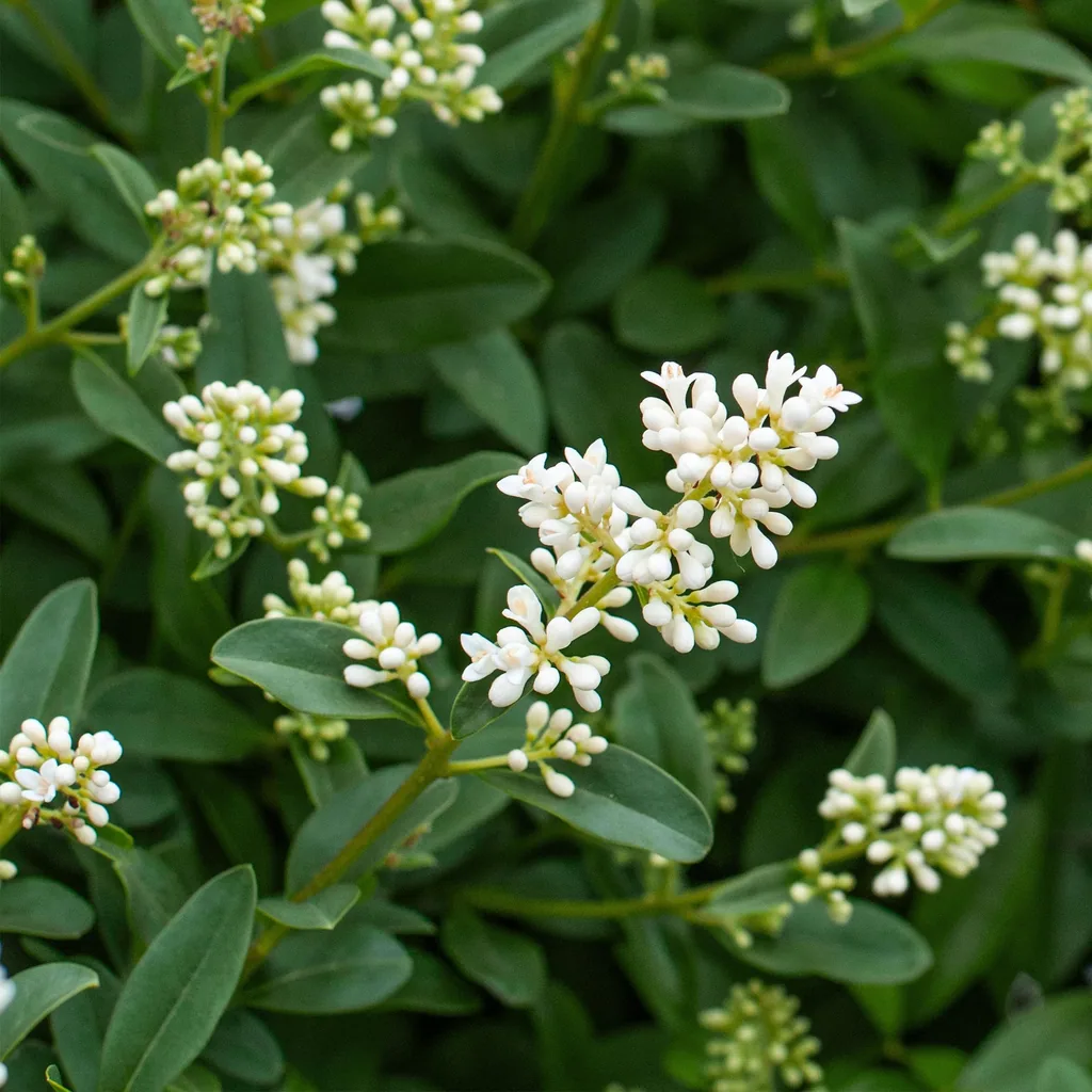 Ovalblättriger Liguster 8er-Set (Ligustrum ovalifolium) – winterharter Heckenstrauch, Topf-Ø 9 cm, Höhe ca. 35–45 cm