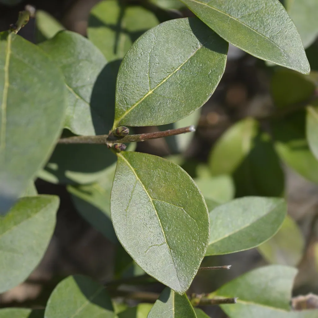 Ovalblättriger Liguster 8er-Set (Ligustrum ovalifolium) – winterharter Heckenstrauch, Topf-Ø 9 cm, Höhe ca. 35–45 cm