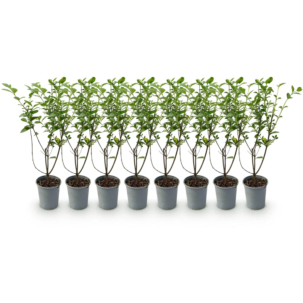 Ovalblättriger Liguster 8er-Set (Ligustrum ovalifolium) – winterharter Heckenstrauch, Topf-Ø 9 cm, Höhe ca. 35–45 cm