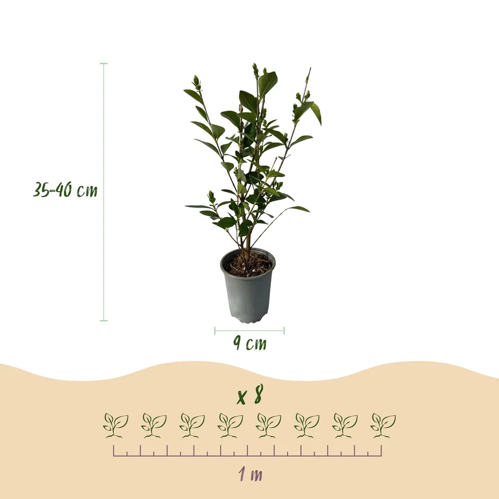 Ovalblättriger Liguster 8er-Set (Ligustrum ovalifolium) – winterharter Heckenstrauch, Topf-Ø 9 cm, Höhe ca. 35–45 cm