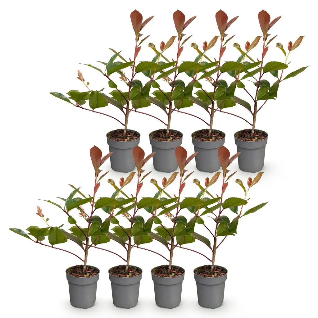 Glanzmispel 'Red Robin' 8er-Set (Photinia fraseri) – bedingt winterharter Zierstrauch, Topf-Ø 9 cm, Höhe ca. 25–35 cm