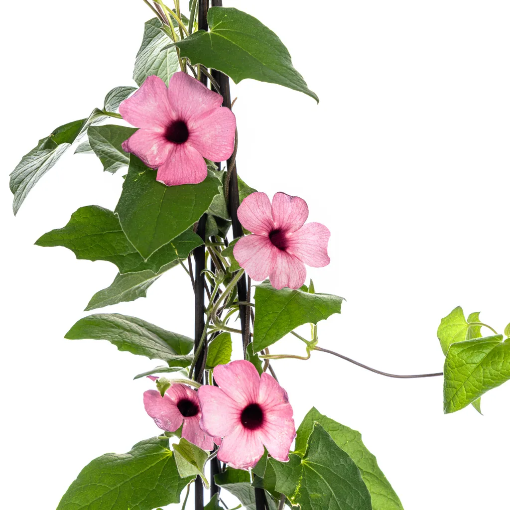 Schwarzäugige Susanne 'Sunny Susy Rose Sensation' 4er-Set (Thunbergia alata) – einjährige Kletterpflanze, Topf-Ø 13 cm, Höhe ca. 60 cm