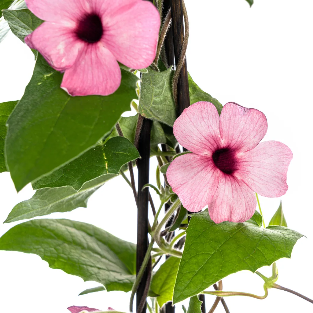 Schwarzäugige Susanne 'Sunny Susy Rose Sensation' 4er-Set (Thunbergia alata) – einjährige Kletterpflanze, Topf-Ø 13 cm, Höhe ca. 60 cm