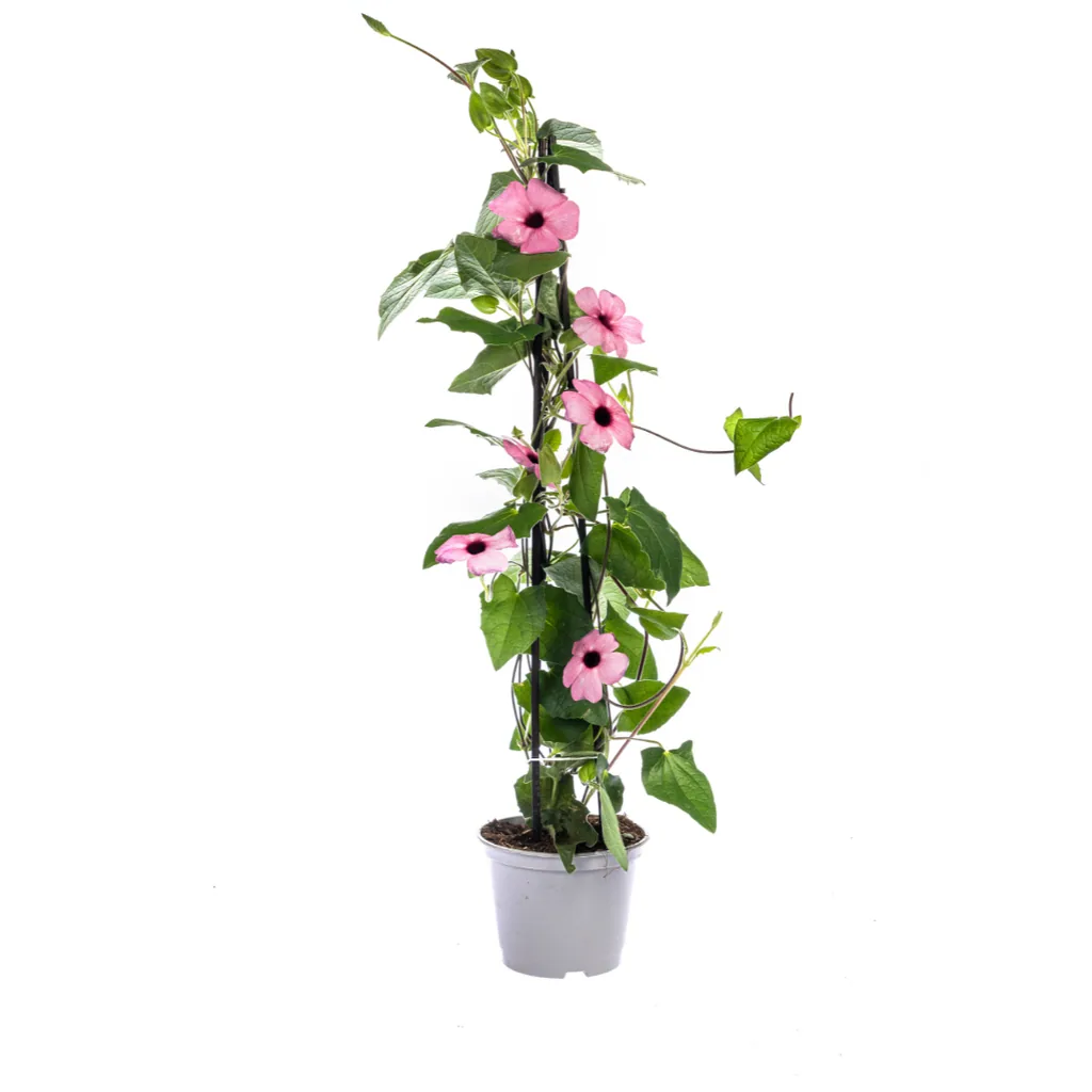 Schwarzäugige Susanne 'Sunny Susy Rose Sensation' 4er-Set (Thunbergia alata) – einjährige Kletterpflanze, Topf-Ø 13 cm, Höhe ca. 60 cm