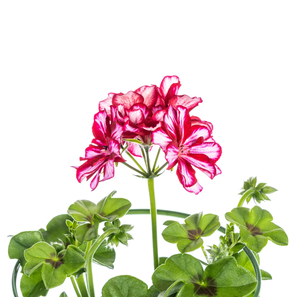 Hängegeranie 'Mexica Ruby' 8er-Set (Pelargonium peltatum) – hängende Balkonpflanze, Topf-Ø 12 cm, Höhe ca. 20 cm