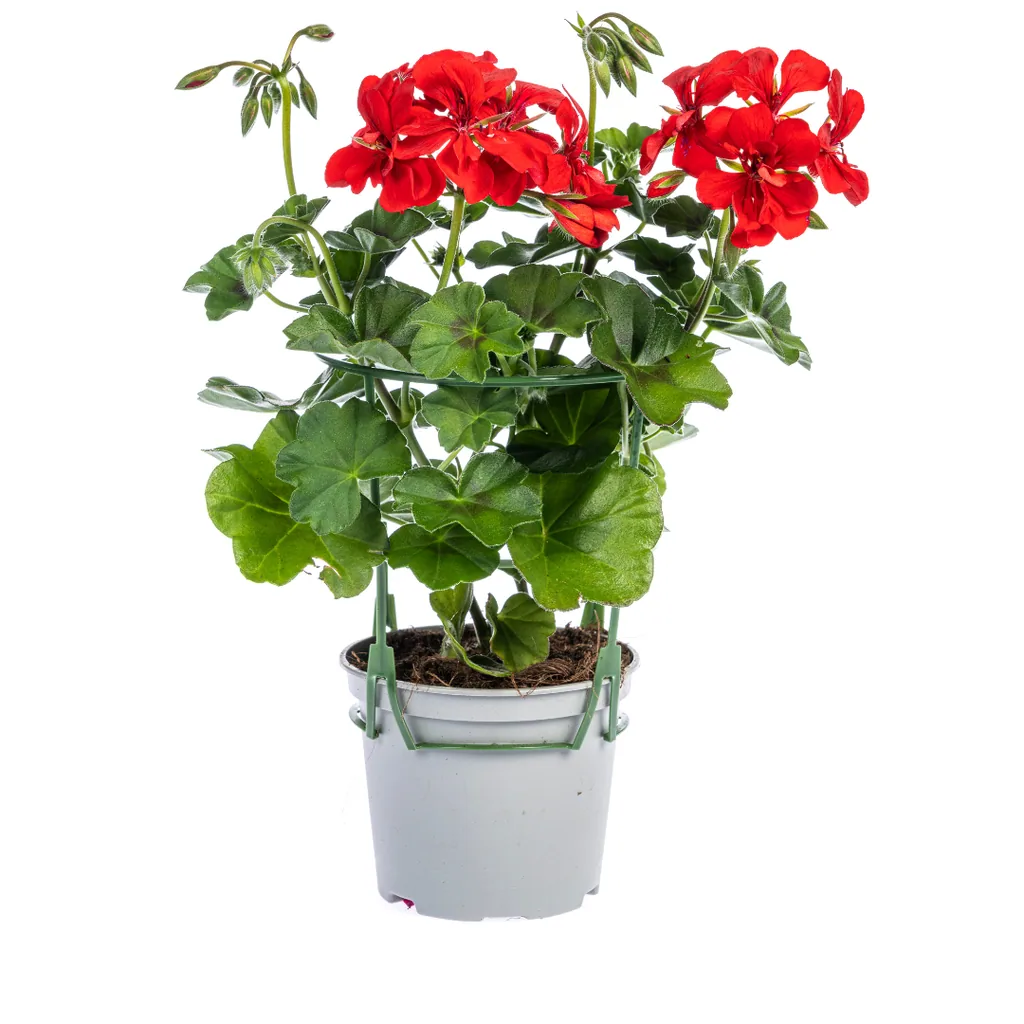 Efeupelargonie 8er-Set (Pelargonium peltatum) – winterharte Ampelpflanze, Topf-Ø 12 cm, Höhe ca. 20 cm