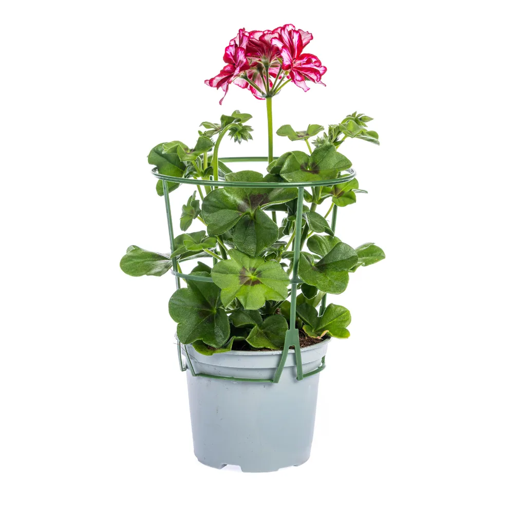 Efeupelargonie 8er-Set (Pelargonium peltatum) – winterharte Ampelpflanze, Topf-Ø 12 cm, Höhe ca. 20 cm