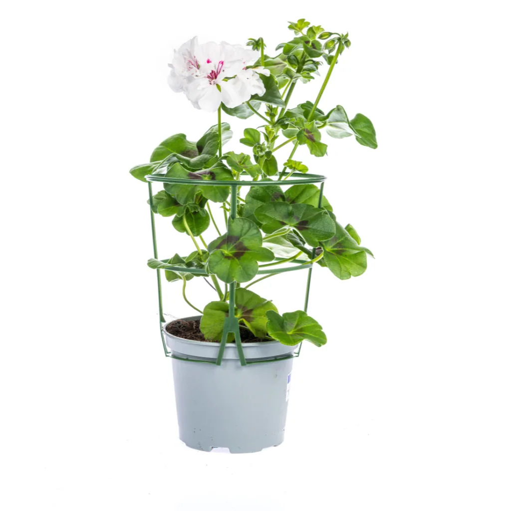 Efeupelargonie 8er-Set (Pelargonium peltatum) – winterharte Ampelpflanze, Topf-Ø 12 cm, Höhe ca. 20 cm
