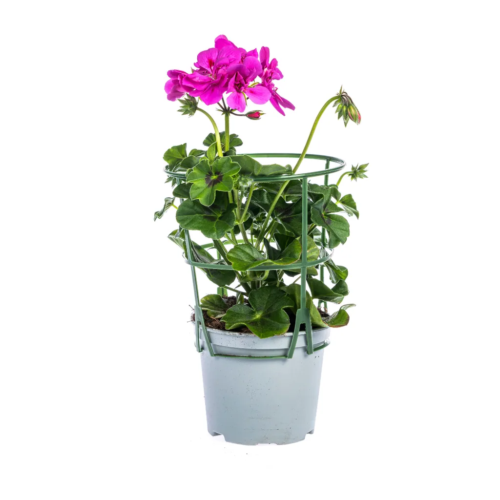 Efeupelargonie 8er-Set (Pelargonium peltatum) – winterharte Ampelpflanze, Topf-Ø 12 cm, Höhe ca. 20 cm