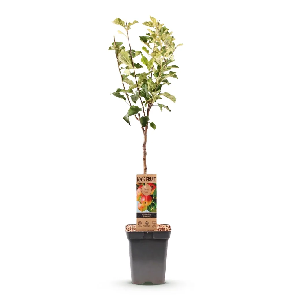 Apfelbaum 'Jonagold' (Malus domestica) – winterharter Obstbaum, Topf-Ø 21 cm, Höhe ca. 90 cm