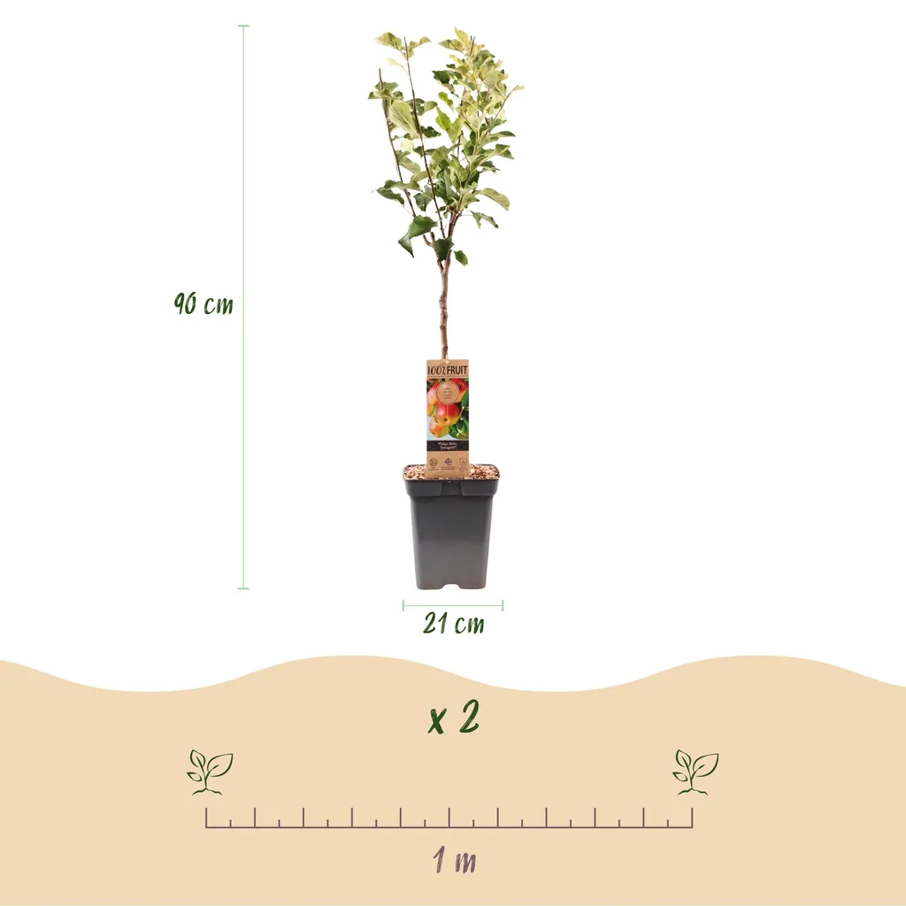 Apfelbaum 'Jonagold' (Malus domestica) – winterharter Obstbaum, Topf-Ø 21 cm, Höhe ca. 90 cm