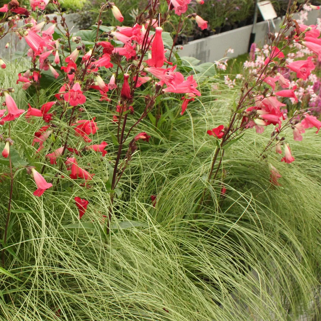 Haar-Segge 'Frosted Curls' (Carex comans) – winterhartes Ziergras, Topf-Ø 17 cm, Höhe ca. 50 cm