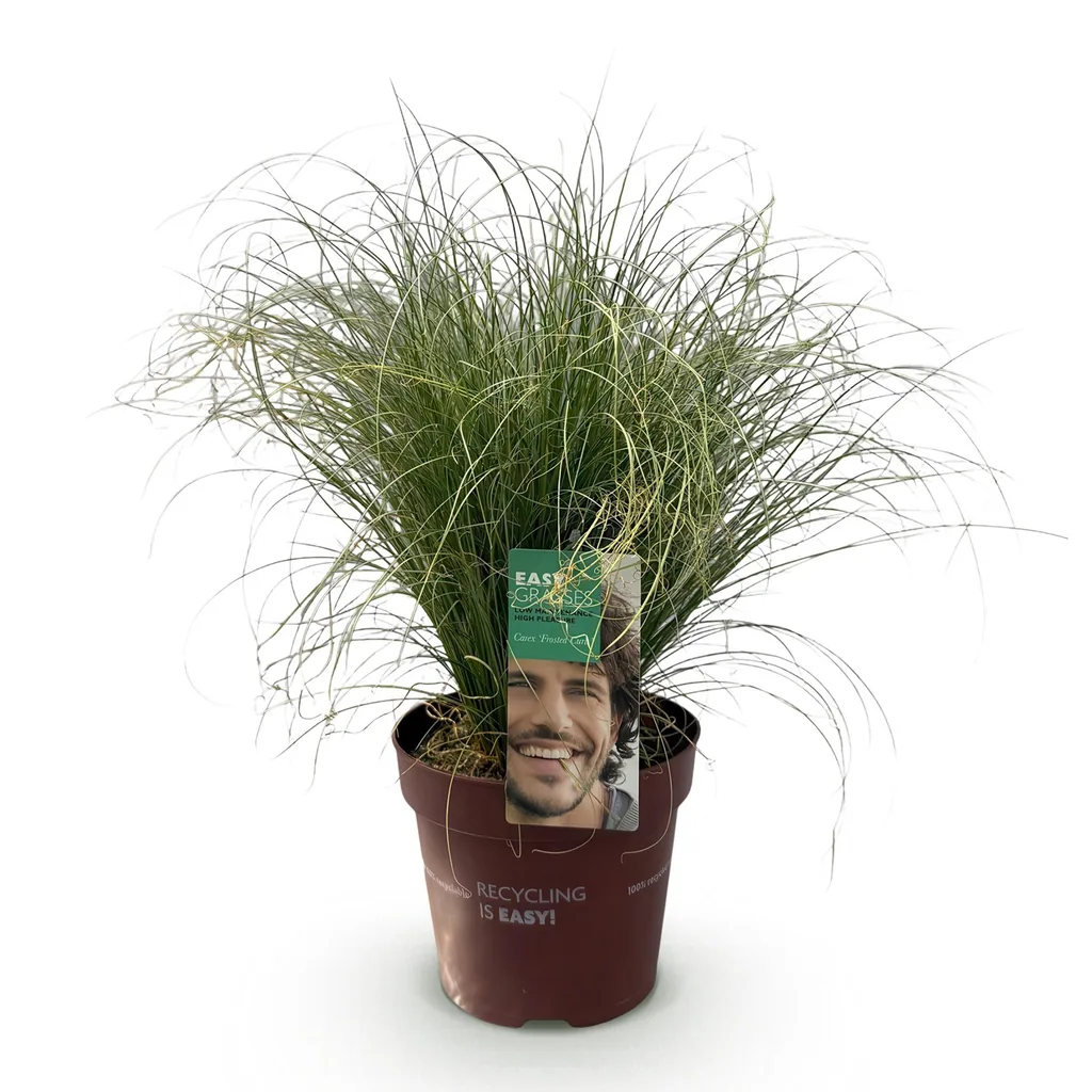 Haar-Segge 'Frosted Curls' (Carex comans) – winterhartes Ziergras, Topf-Ø 17 cm, Höhe ca. 50 cm