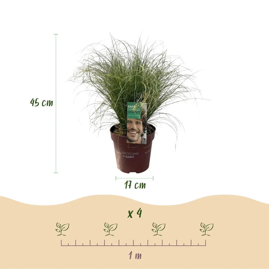 Haar-Segge 'Frosted Curls' (Carex comans) – winterhartes Ziergras, Topf-Ø 17 cm, Höhe ca. 50 cm