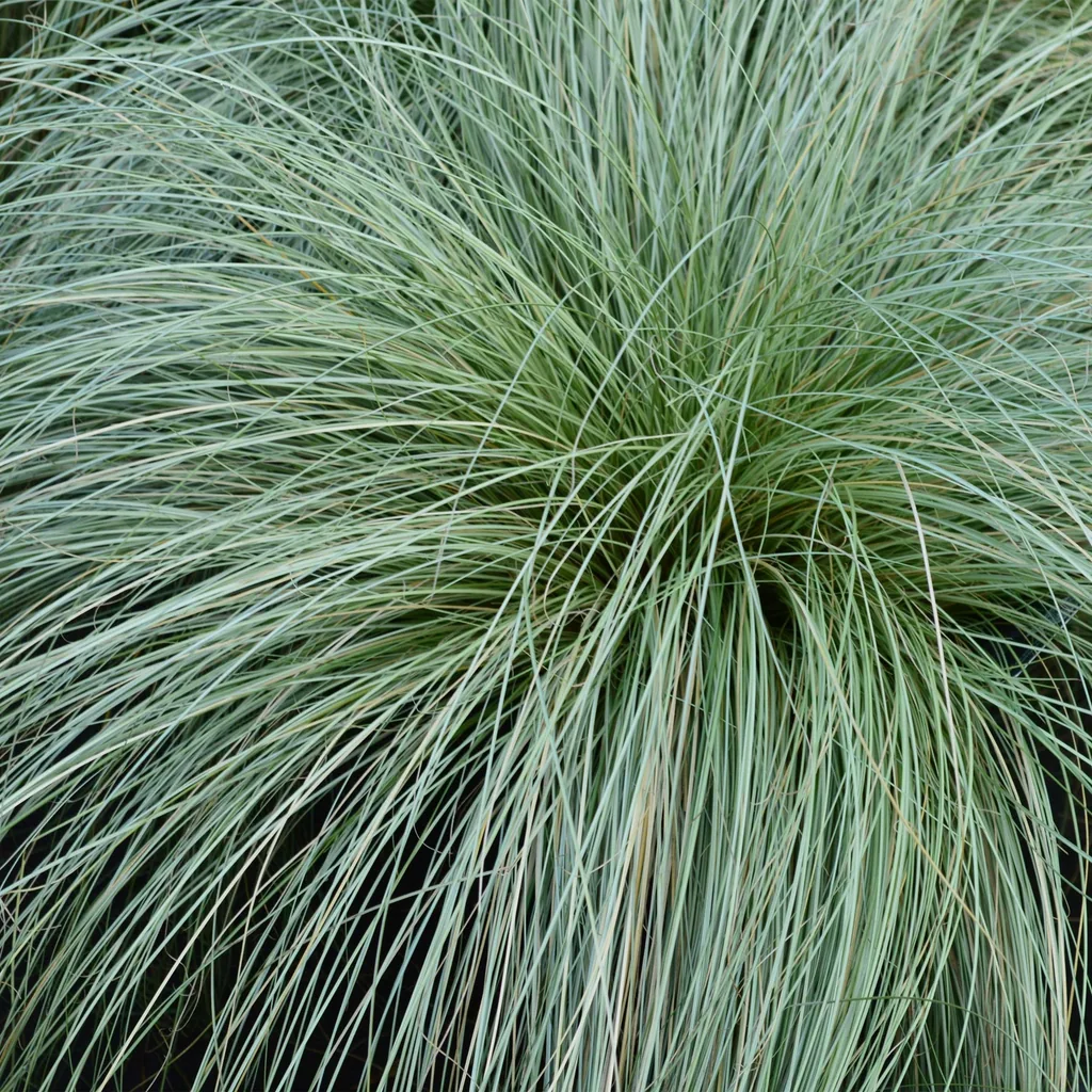 Haar-Segge 'Frosted Curls' (Carex comans) – winterhartes Ziergras, Topf-Ø 17 cm, Höhe ca. 50 cm