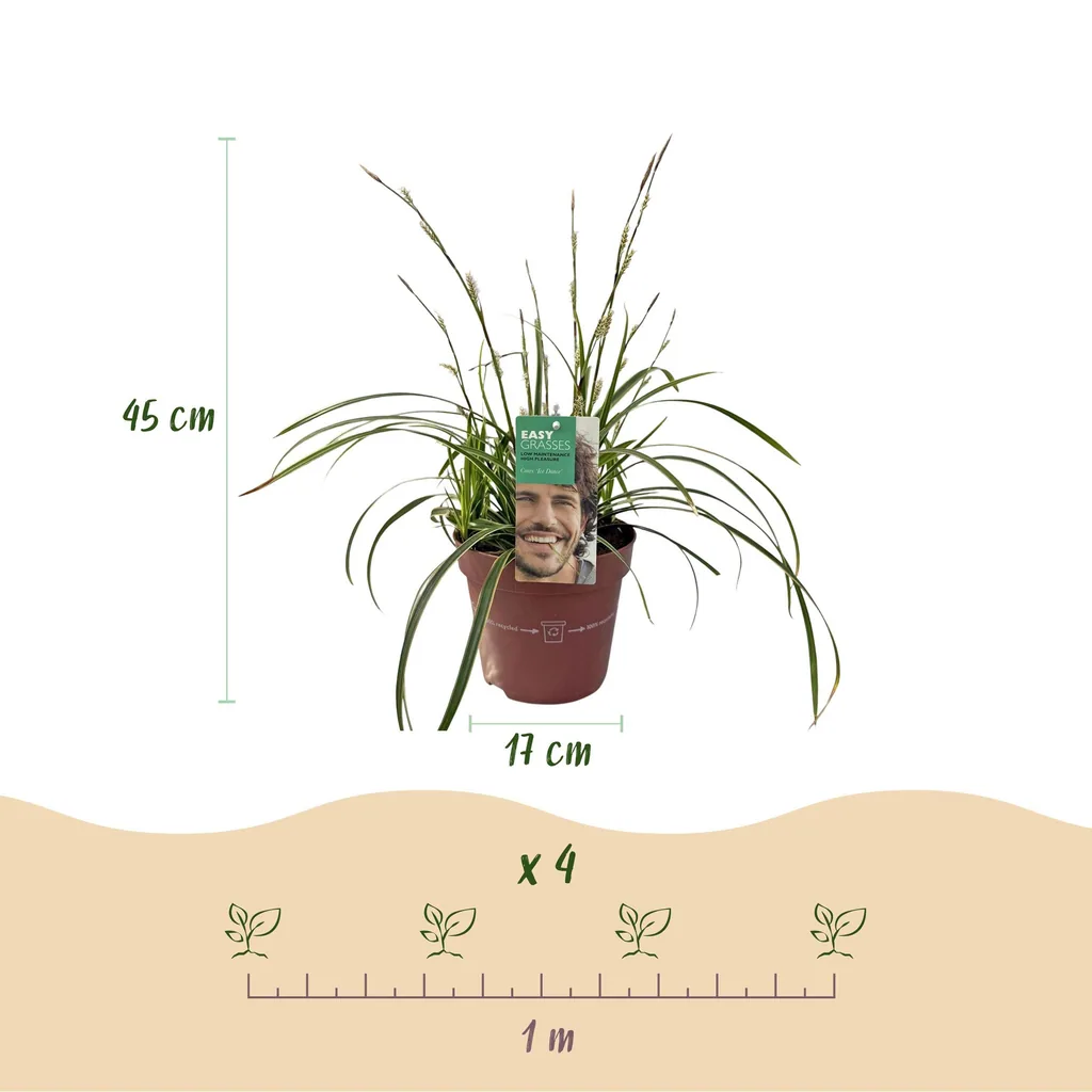 Japan-Segge 'Ice Dance' (Carex morrowii) – winterhartes Ziergras, Topf-Ø 17 cm, Höhe ca. 50 cm