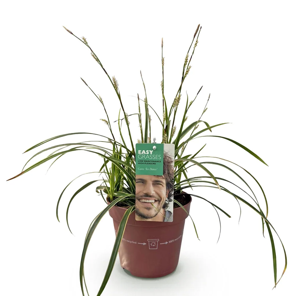 Japan-Segge 'Ice Dance' (Carex morrowii) – winterhartes Ziergras, Topf-Ø 17 cm, Höhe ca. 50 cm