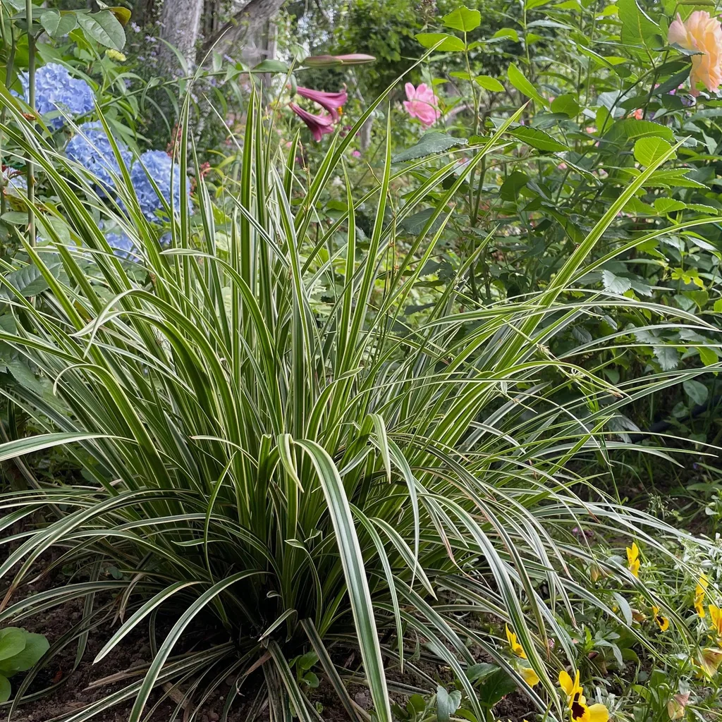 Japan-Segge 'Ice Dance' (Carex morrowii) – winterhartes Ziergras, Topf-Ø 17 cm, Höhe ca. 50 cm