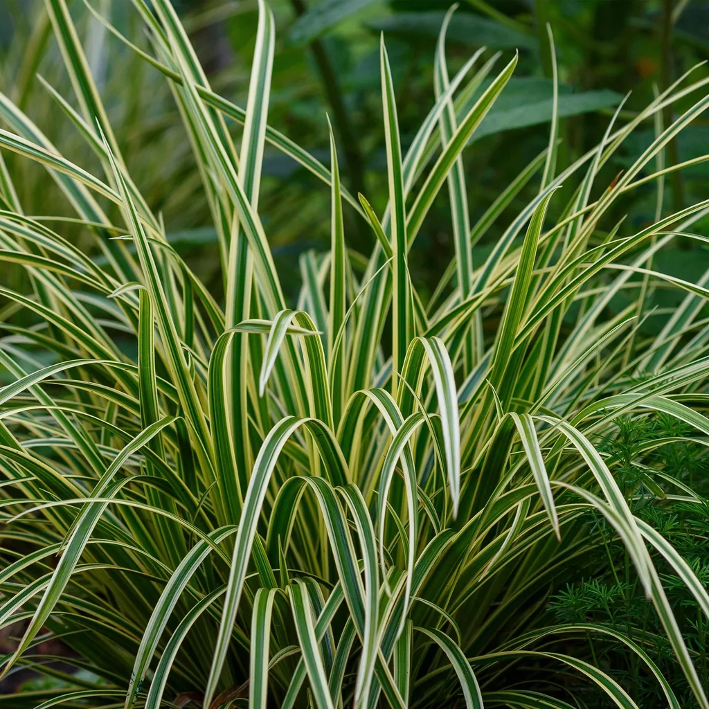 Japan-Segge 'Ice Dance' (Carex morrowii) – winterhartes Ziergras, Topf-Ø 17 cm, Höhe ca. 50 cm