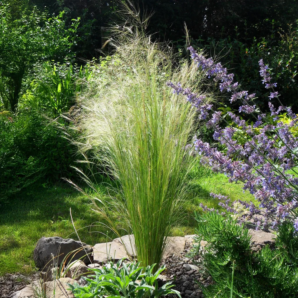 Engelshaar-Federgras 'Pony Tails' (Stipa tenuifolia) – bedingt winterhartes Ziergras, Topf-Ø 17 cm, Höhe ca. 50 cm