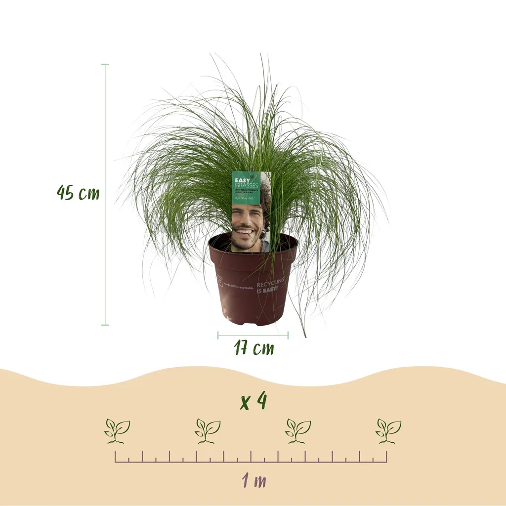 Engelshaar-Federgras 'Pony Tails' (Stipa tenuifolia) – bedingt winterhartes Ziergras, Topf-Ø 17 cm, Höhe ca. 50 cm