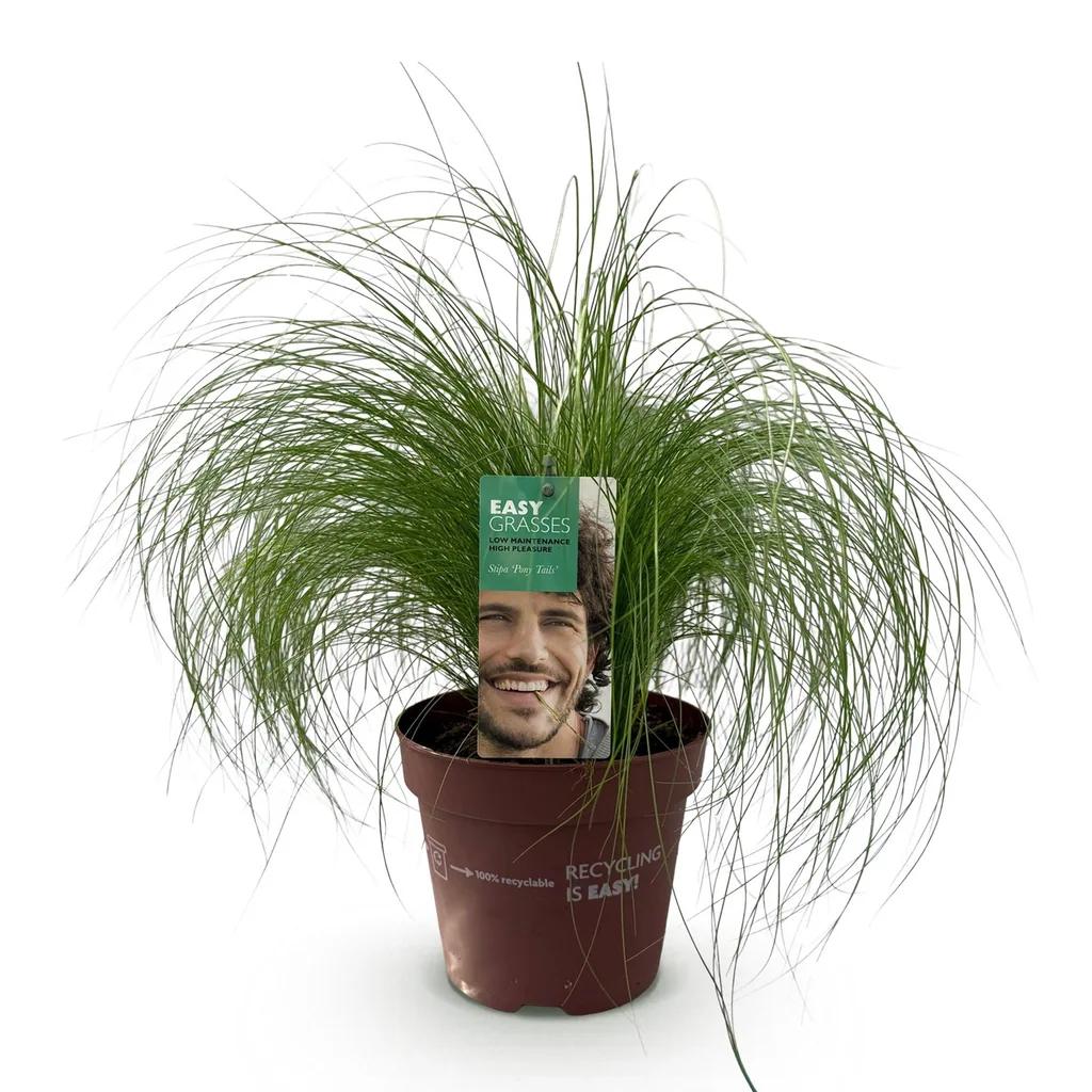 Engelshaar-Federgras 'Pony Tails' (Stipa tenuifolia) – bedingt winterhartes Ziergras, Topf-Ø 17 cm, Höhe ca. 50 cm
