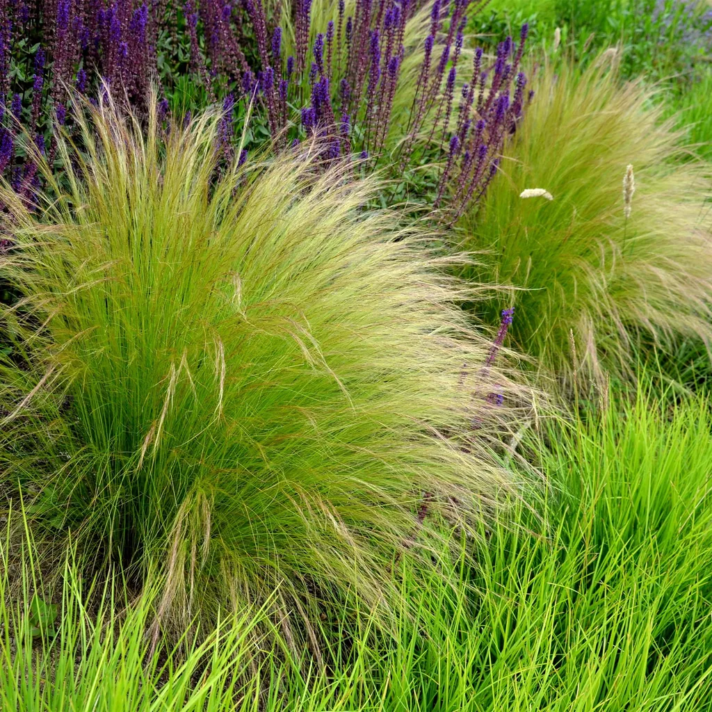 Engelshaar-Federgras 'Pony Tails' (Stipa tenuifolia) – bedingt winterhartes Ziergras, Topf-Ø 17 cm, Höhe ca. 50 cm