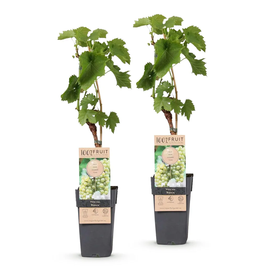 Weinrebe 'Bianca' 2er-Set (Vitis vinifera) – winterharte Kletterpflanze, Topf-Ø 15 cm, Höhe ca. 50 cm