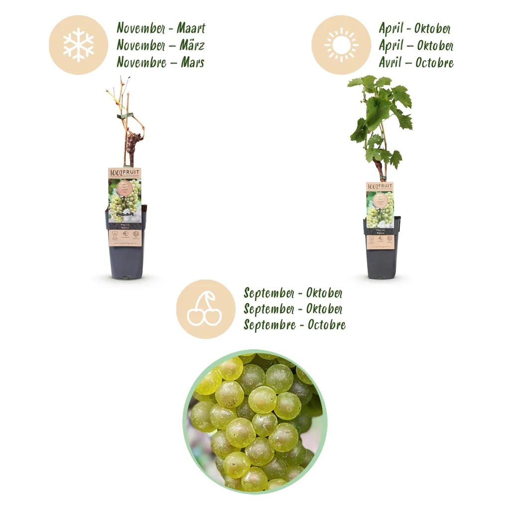 Weinrebe 'Bianca' 2er-Set (Vitis vinifera) – winterharte Kletterpflanze, Topf-Ø 15 cm, Höhe ca. 50 cm
