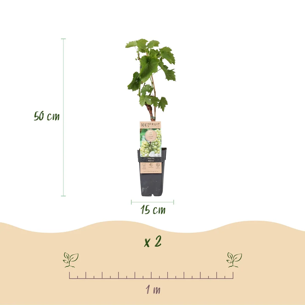 Weinrebe 'Bianca' 2er-Set (Vitis vinifera) – winterharte Kletterpflanze, Topf-Ø 15 cm, Höhe ca. 50 cm