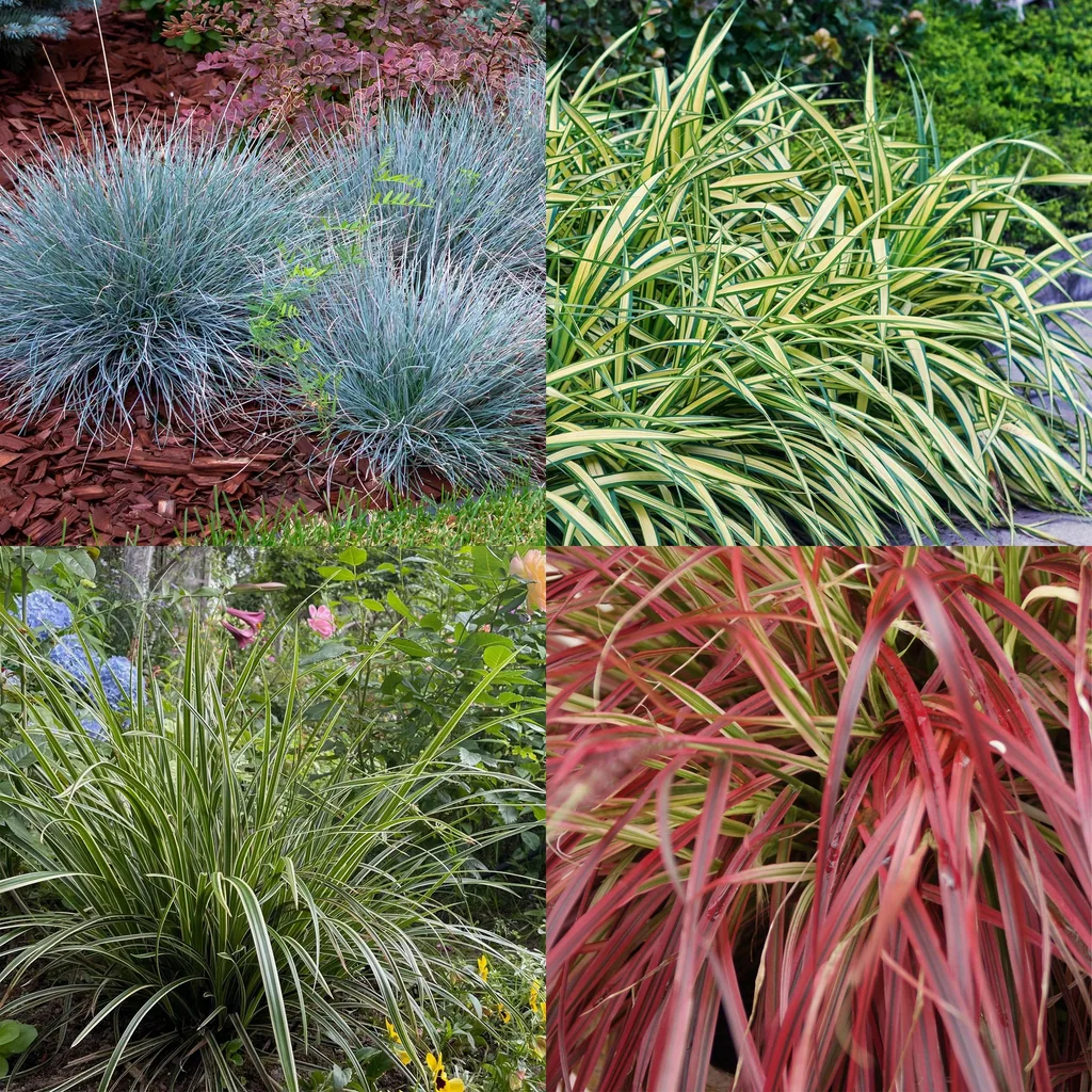 Chinaschilf (Miscanthus sinensis) – winterhartes Ziergras, Höhe ca. 17 cm