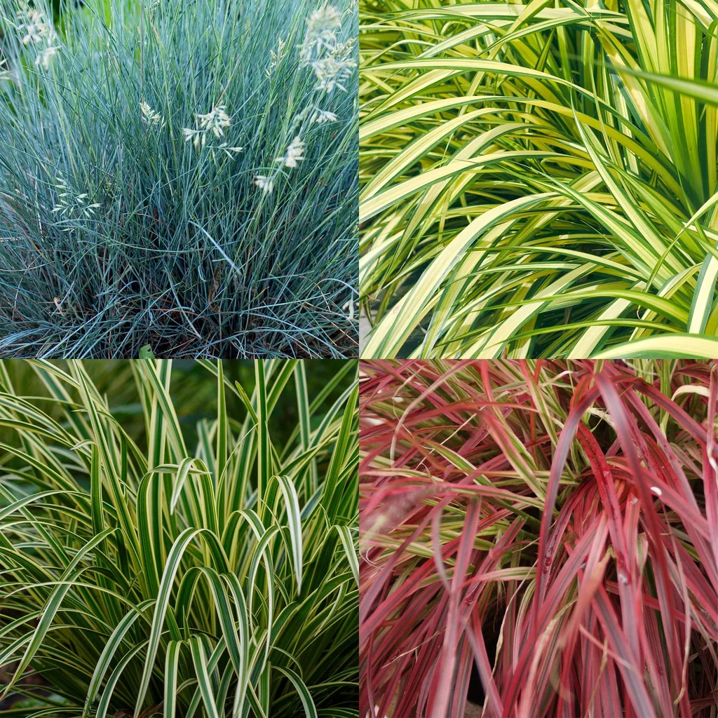 Chinaschilf (Miscanthus sinensis) – winterhartes Ziergras, Höhe ca. 17 cm