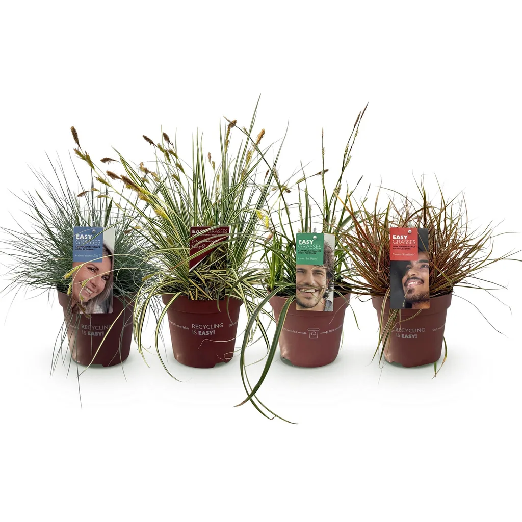 Chinaschilf (Miscanthus sinensis) – winterhartes Ziergras, Höhe ca. 17 cm