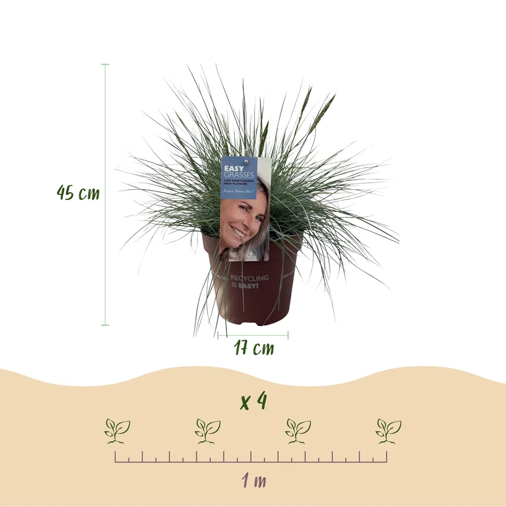 Chinaschilf (Miscanthus sinensis) – winterhartes Ziergras, Höhe ca. 17 cm