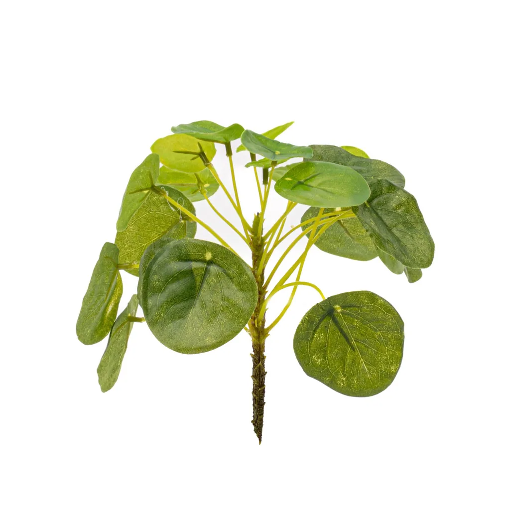 Ufopflanze (Pilea mini-busch) – pflegeleichte Zimmerpflanze, Höhe ca. 13 cm