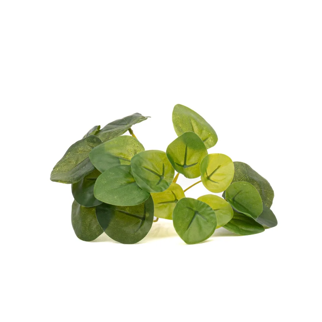 Ufopflanze (Pilea mini-busch) – pflegeleichte Zimmerpflanze, Höhe ca. 13 cm