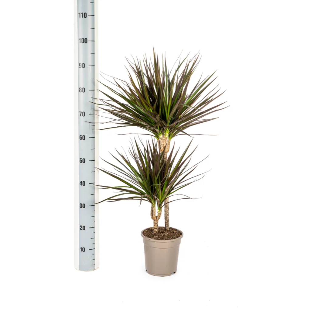 Drachenbaum 'Magenta' (Dracaena marginata) – pflegeleichte Zimmerpflanze, Topf-Ø 19 cm, Höhe ca. 70–90 cm