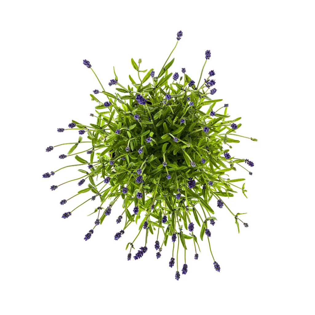Echter Lavendel (Lavandula angustifolia) – winterharte Duftpflanze, Topf-Ø 19 cm, Höhe ca. 40–50 cm