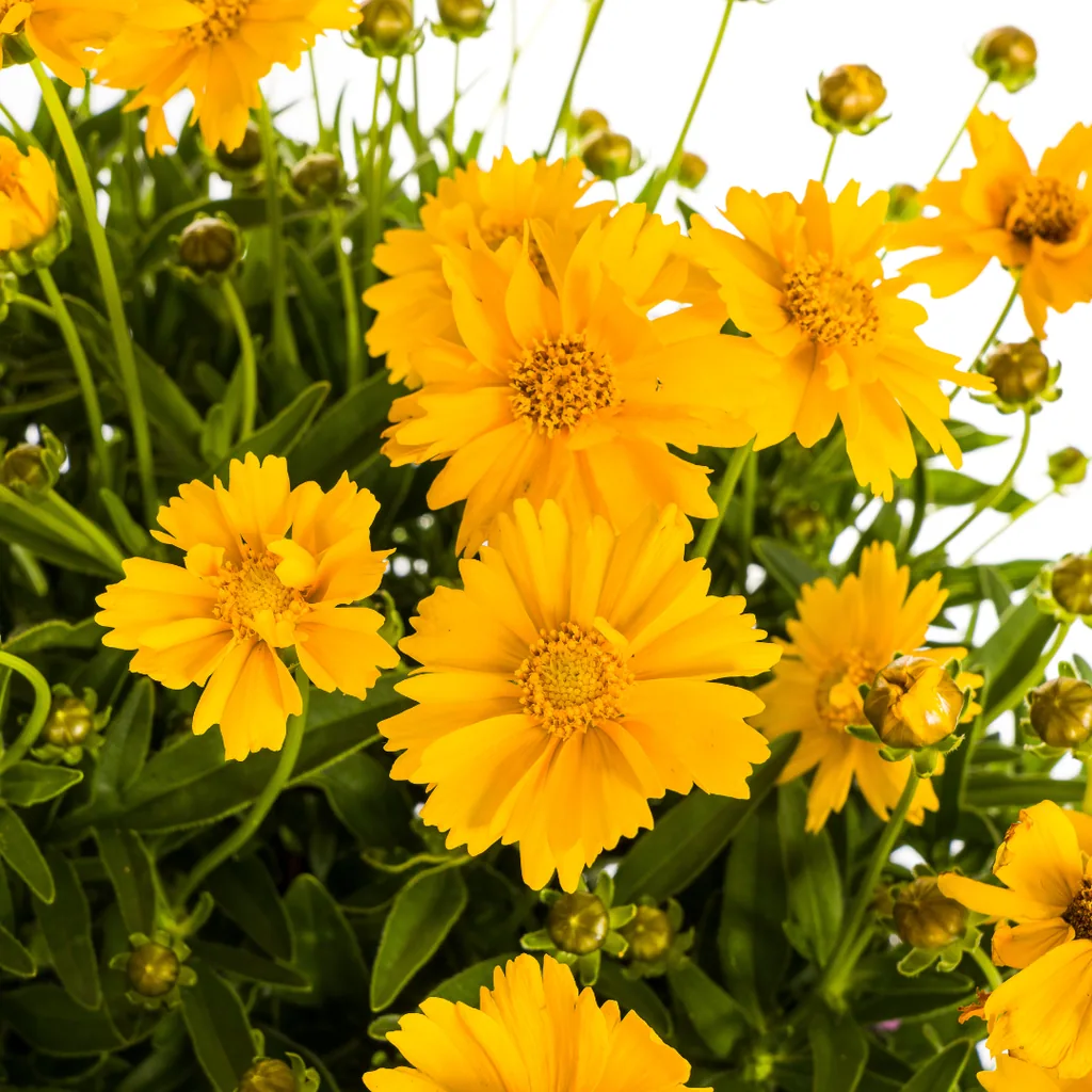 Großblumiges Mädchenauge (Coreopsis grandiflora) – winterharte Staude, Topf-Ø 19 cm, Höhe ca. 50–60 cm