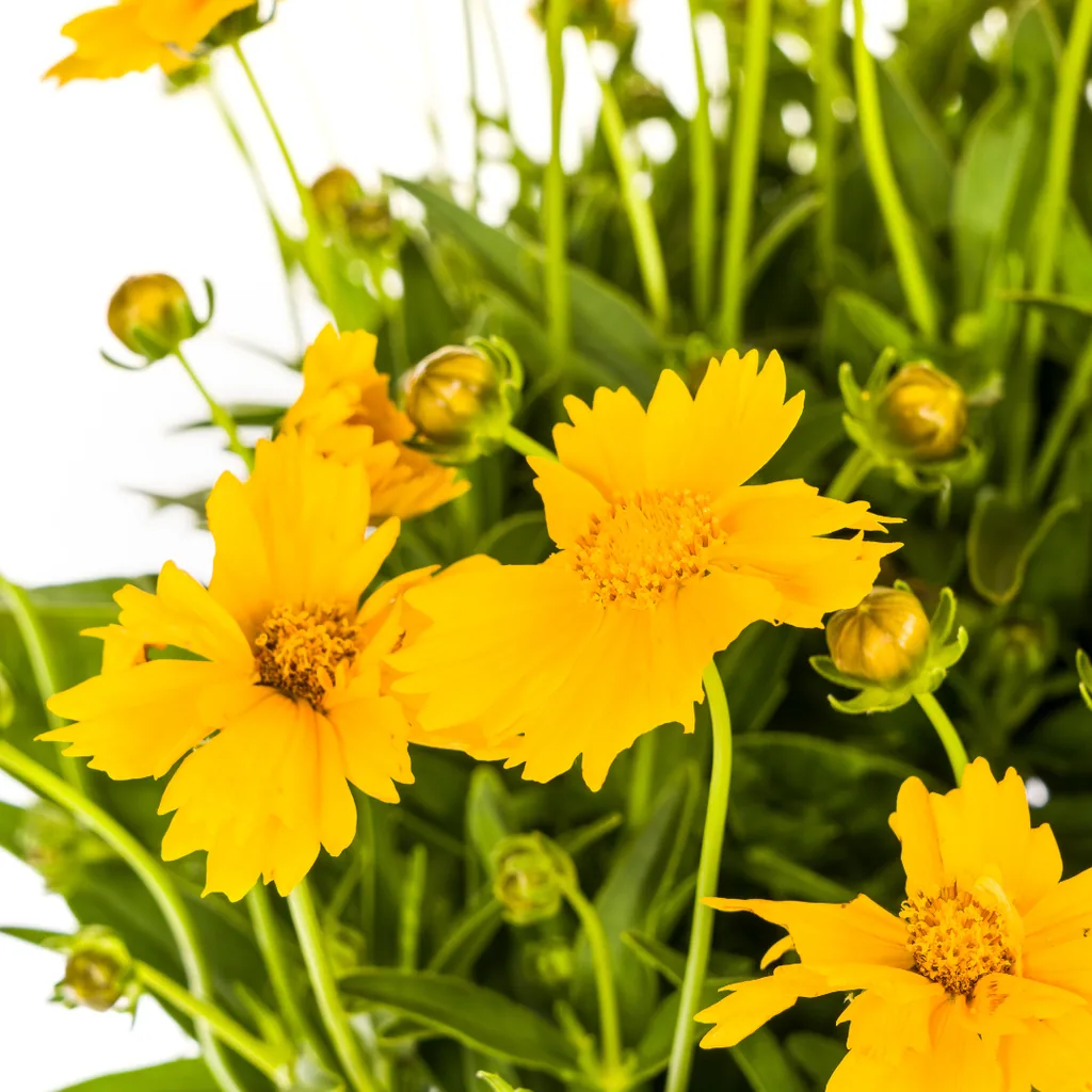 Großblumiges Mädchenauge (Coreopsis grandiflora) – winterharte Staude, Topf-Ø 19 cm, Höhe ca. 50–60 cm