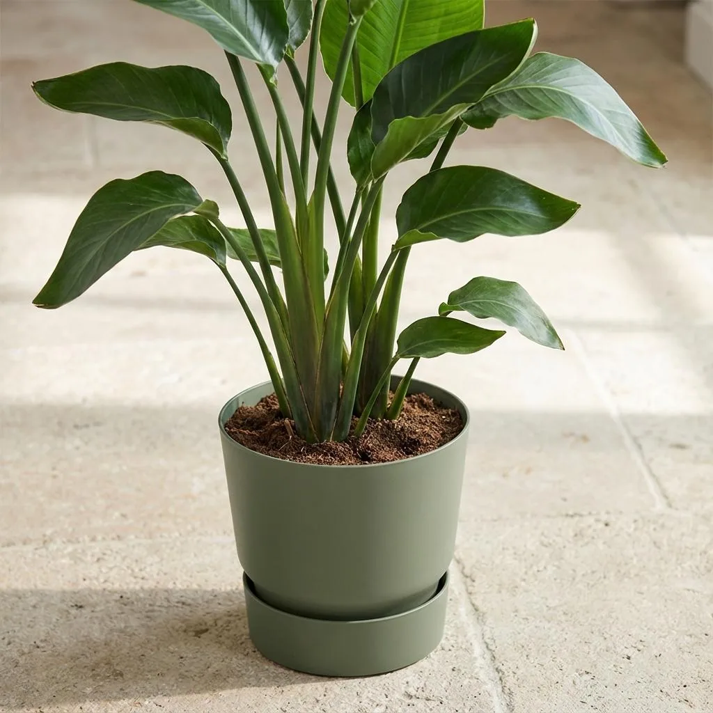 Elho greenvile Rundblatt Grün - D20cm