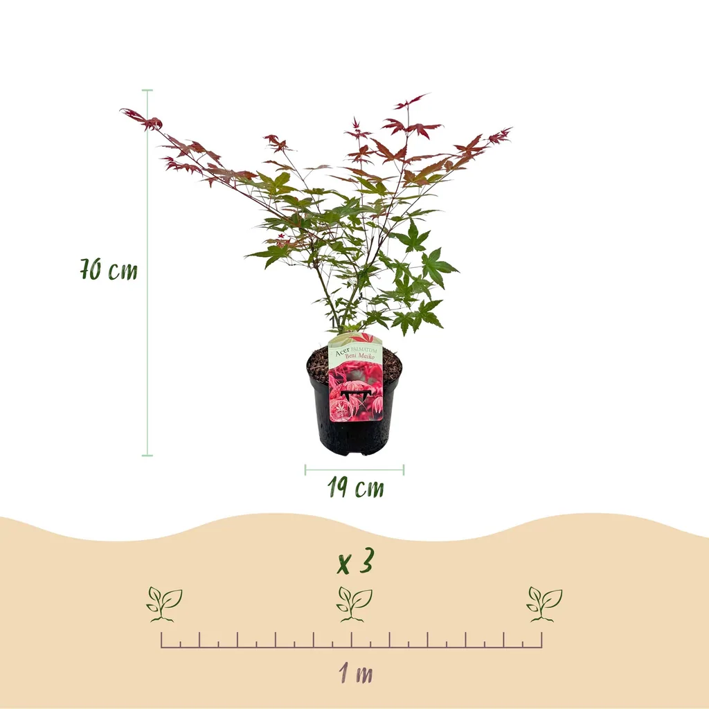 Fächerahorn 'Beni Maiko' (Acer palmatum) – winterharter Zierstrauch, Topf-Ø 19 cm, Höhe ca. 70 cm