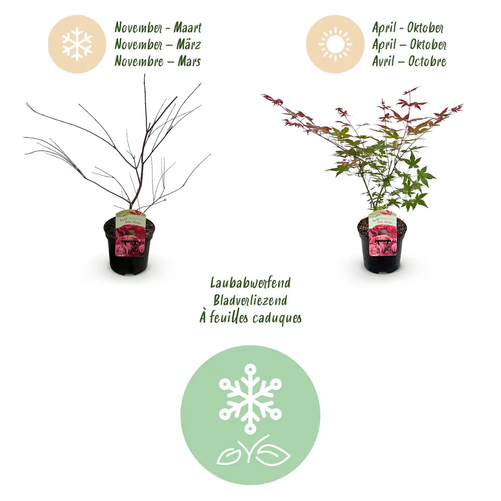 Fächerahorn 'Beni Maiko' (Acer palmatum) – winterharter Zierstrauch, Topf-Ø 19 cm, Höhe ca. 70 cm