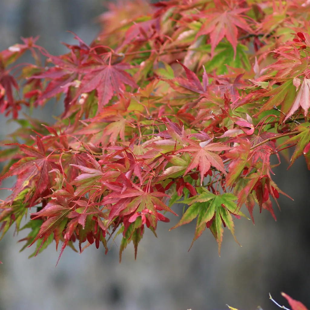 Fächerahorn 'Beni Maiko' (Acer palmatum) – winterharter Zierstrauch, Topf-Ø 19 cm, Höhe ca. 70 cm