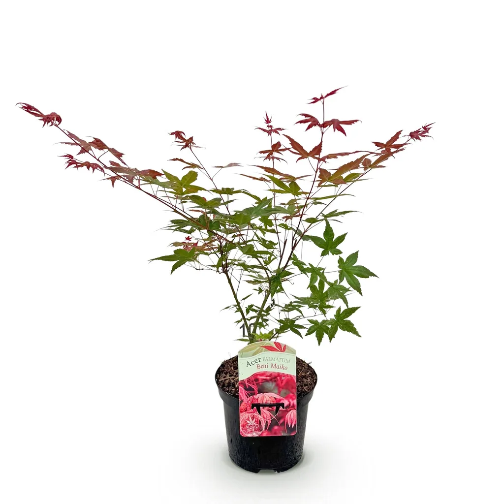 Fächerahorn 'Beni Maiko' (Acer palmatum) – winterharter Zierstrauch, Topf-Ø 19 cm, Höhe ca. 70 cm