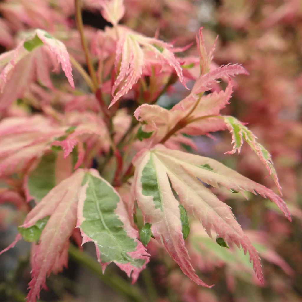 Fächerahorn 'Iyoshi' (Acer palmatum) – winterharter Zierstrauch, Topf-Ø 19 cm, Höhe ca. 70 cm