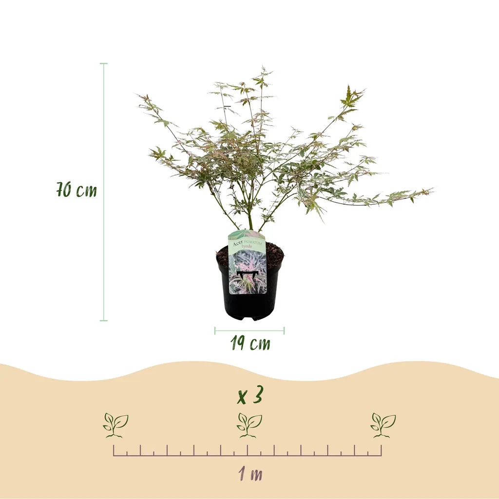 Fächerahorn 'Iyoshi' (Acer palmatum) – winterharter Zierstrauch, Topf-Ø 19 cm, Höhe ca. 70 cm
