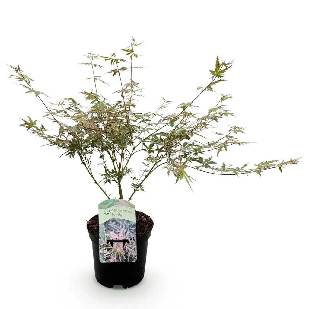 Fächerahorn 'Iyoshi' (Acer palmatum) – winterharter Zierstrauch, Topf-Ø 19 cm, Höhe ca. 70 cm