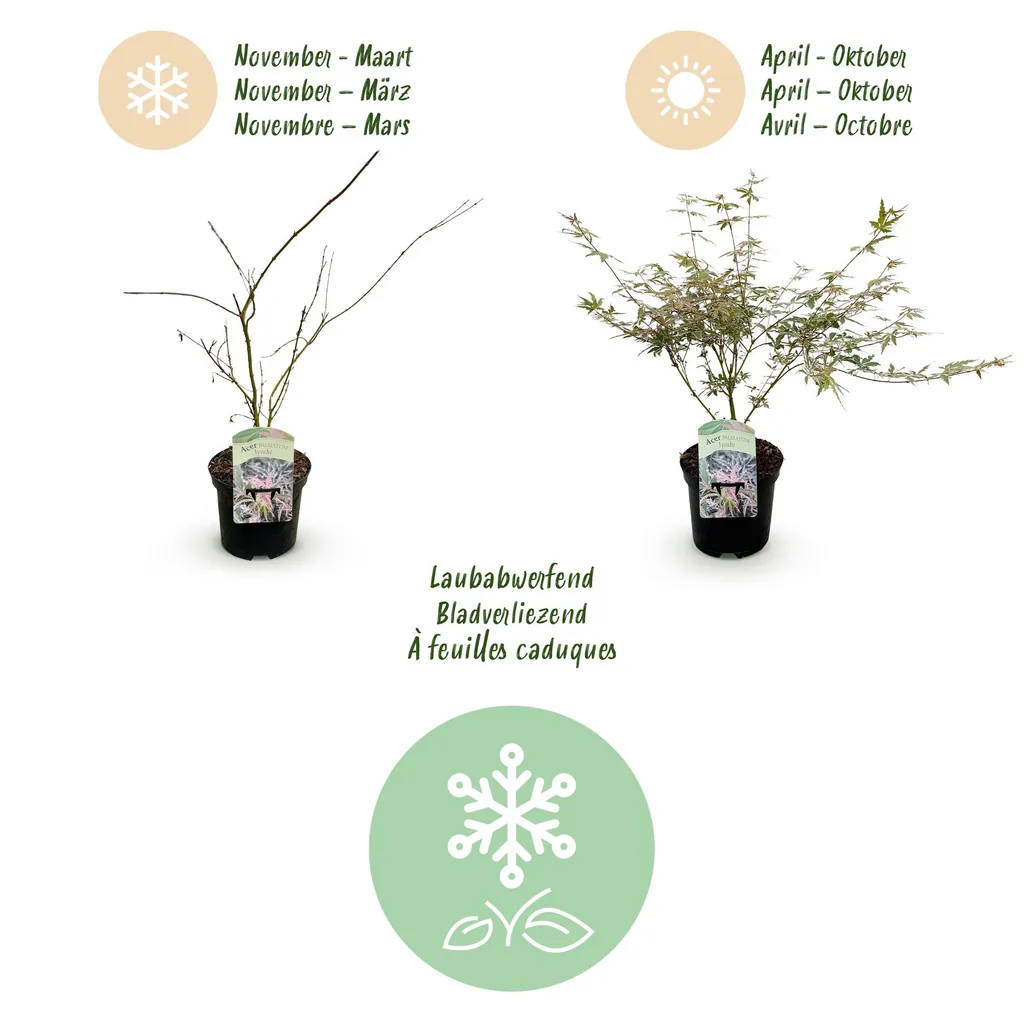 Fächerahorn 'Iyoshi' (Acer palmatum) – winterharter Zierstrauch, Topf-Ø 19 cm, Höhe ca. 70 cm