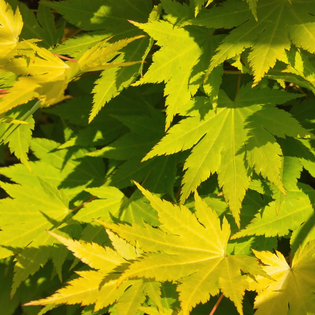 Fächerahorn 'Jordan' (Acer palmatum) – winterharter Zierstrauch, Topf-Ø 19 cm, Höhe ca. 70 cm